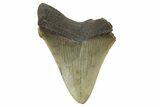 Serrated, Chubutensis Tooth - Megalodon Ancestor #249354-1